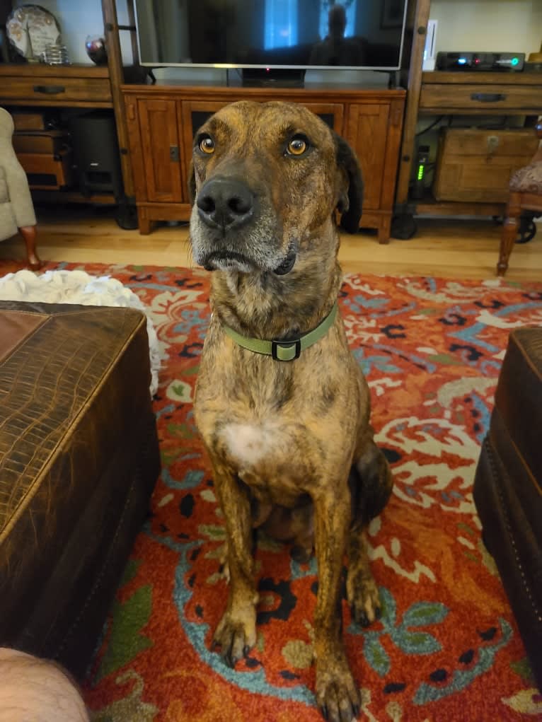 Marshall, a Rhodesian Ridgeback and Dogo Argentino mix tested with EmbarkVet.com