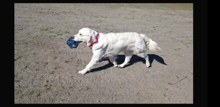 Juniper, a Golden Retriever tested with EmbarkVet.com