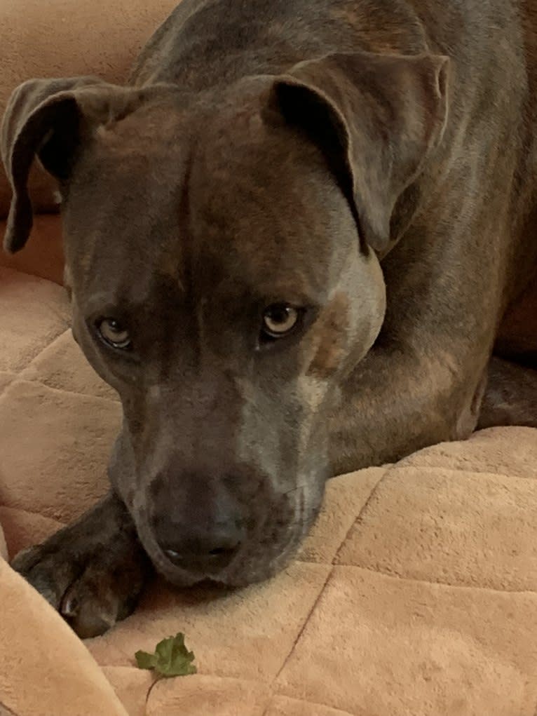 Rosie, an American Pit Bull Terrier tested with EmbarkVet.com