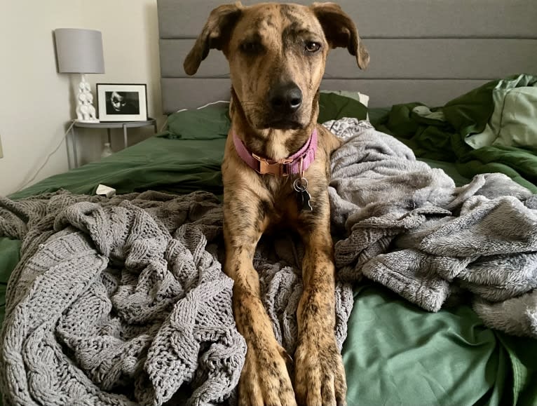 Lyza, a Catahoula Leopard Dog and American Pit Bull Terrier mix tested with EmbarkVet.com