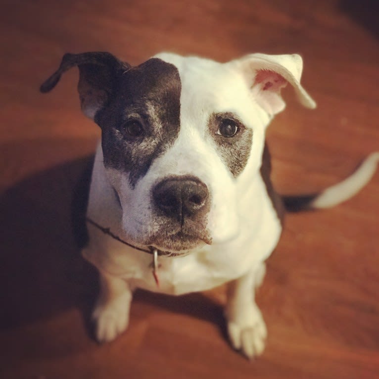 Gus, an American Pit Bull Terrier and Bulldog mix tested with EmbarkVet.com