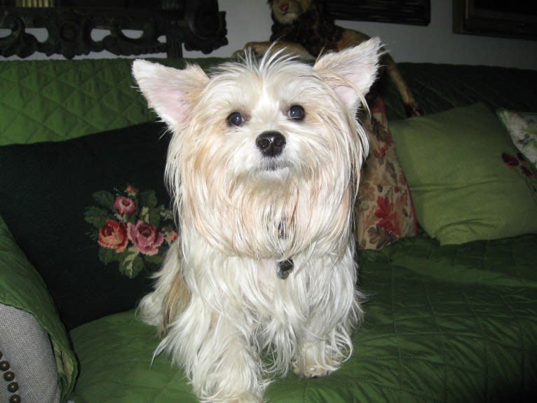 Buddy, a Yorkshire Terrier and Chihuahua mix tested with EmbarkVet.com