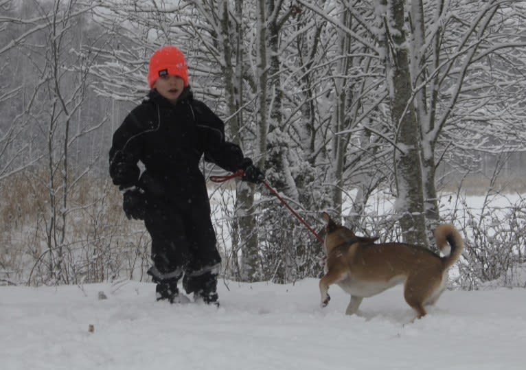 Bella, an Eastern European Village Dog tested with EmbarkVet.com