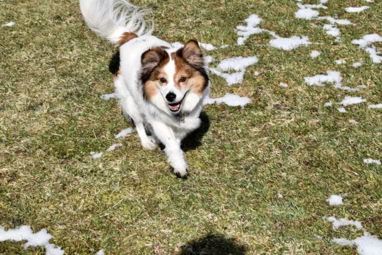 Cooper, an Australian Cattle Dog and Shih Tzu mix tested with EmbarkVet.com