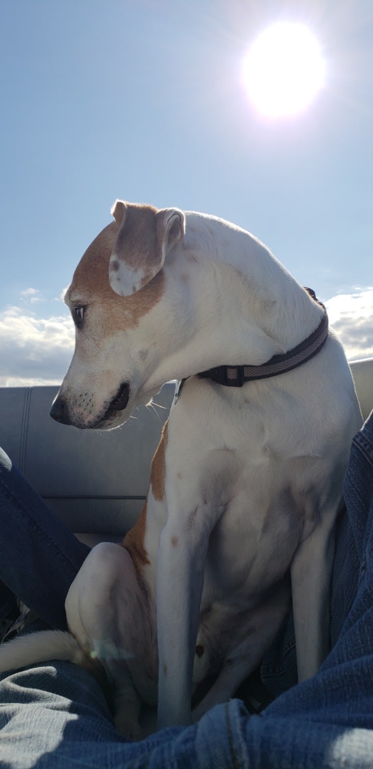 Oti, an American Foxhound and American Pit Bull Terrier mix tested with EmbarkVet.com