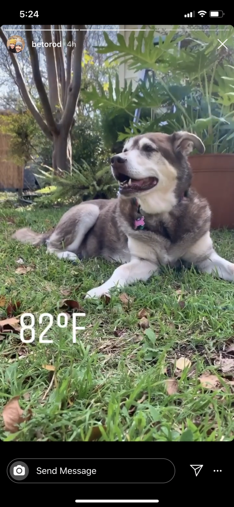 Chu, a Labrador Retriever and Siberian Husky mix tested with EmbarkVet.com