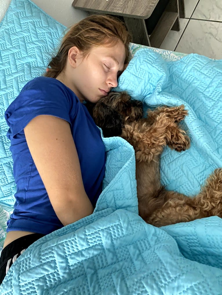 Dakota, a Shihpoo tested with EmbarkVet.com