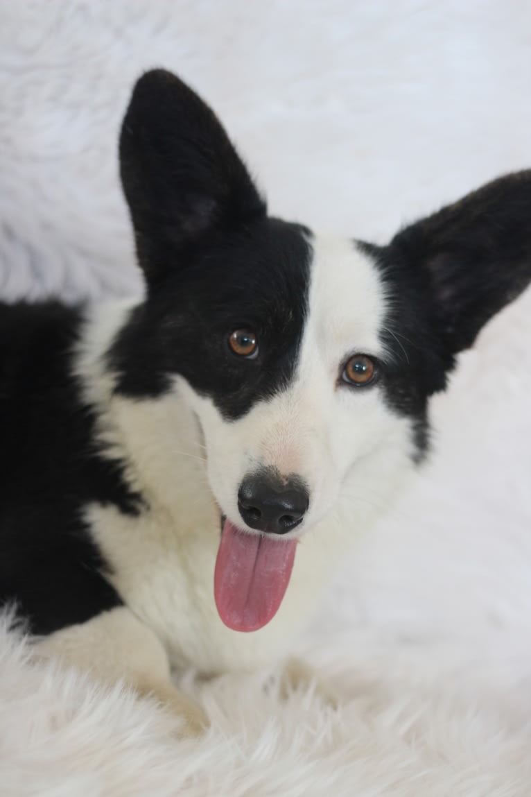 Creme De La Creme's Jägermeister, a Cardigan Welsh Corgi tested with EmbarkVet.com