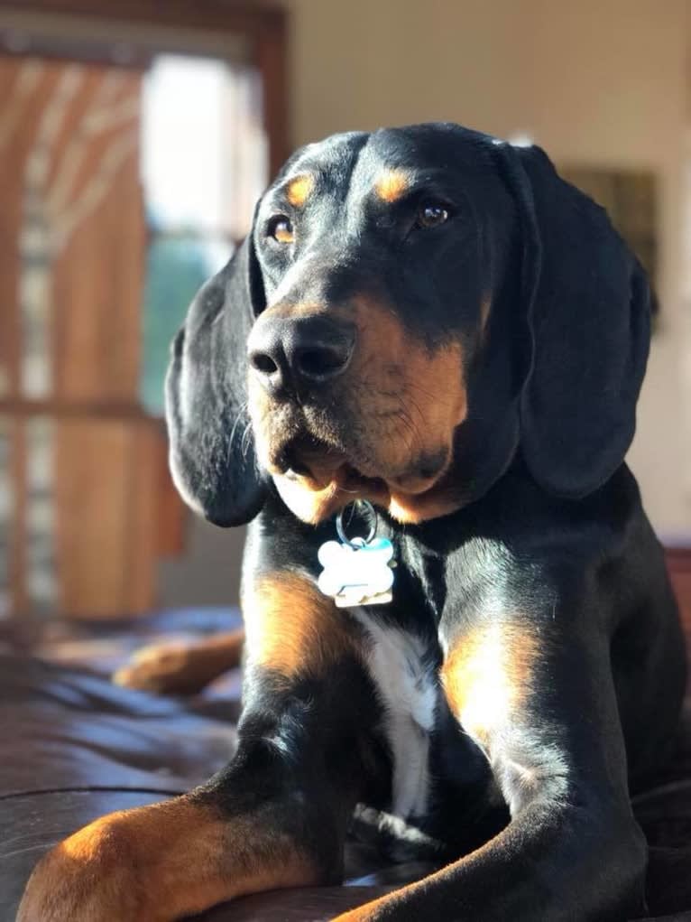 Hillary, a Black and Tan Coonhound tested with EmbarkVet.com