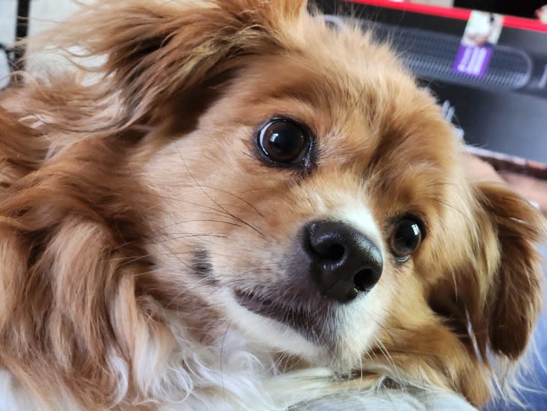 Choo Choo, a Chihuahua and Shih Tzu mix tested with EmbarkVet.com