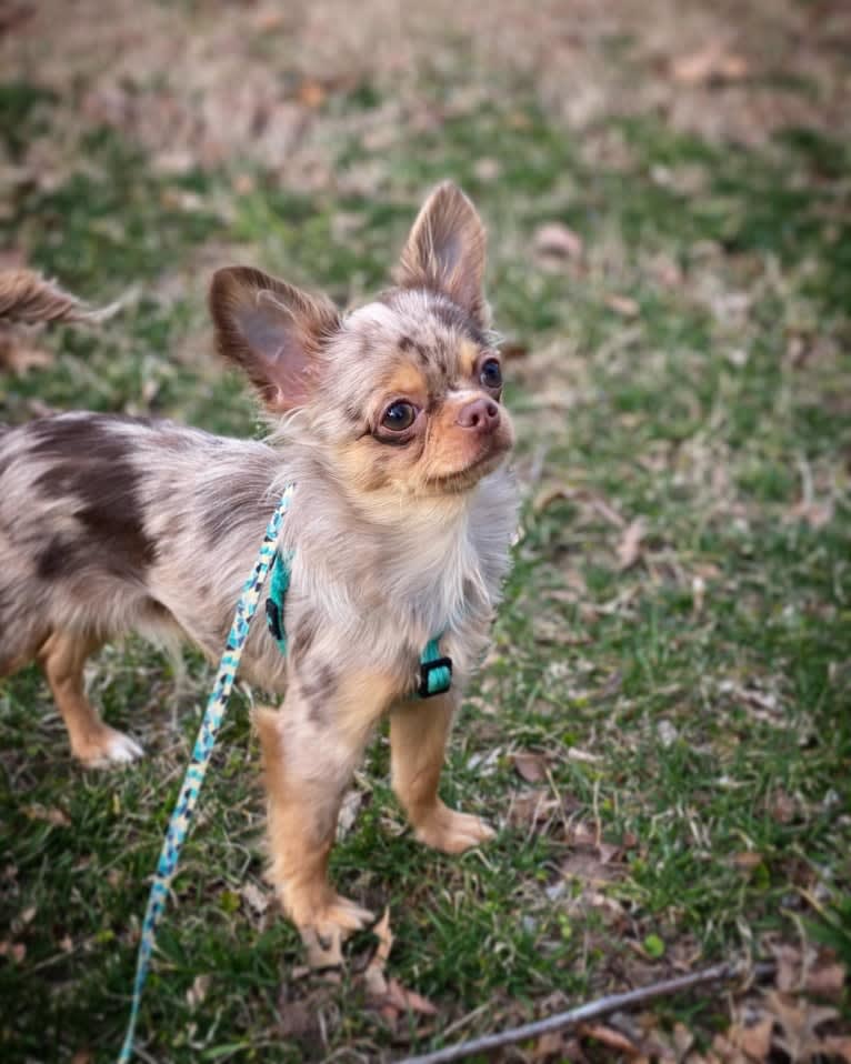 Figg, a Chihuahua tested with EmbarkVet.com