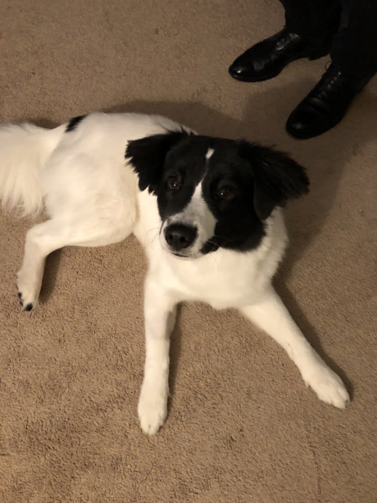 Lily, a Chinese Shar-Pei and Great Pyrenees mix tested with EmbarkVet.com