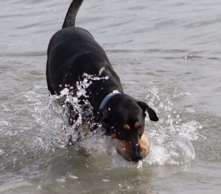 Wyatt, a Labrador Retriever and Doberman Pinscher mix tested with EmbarkVet.com