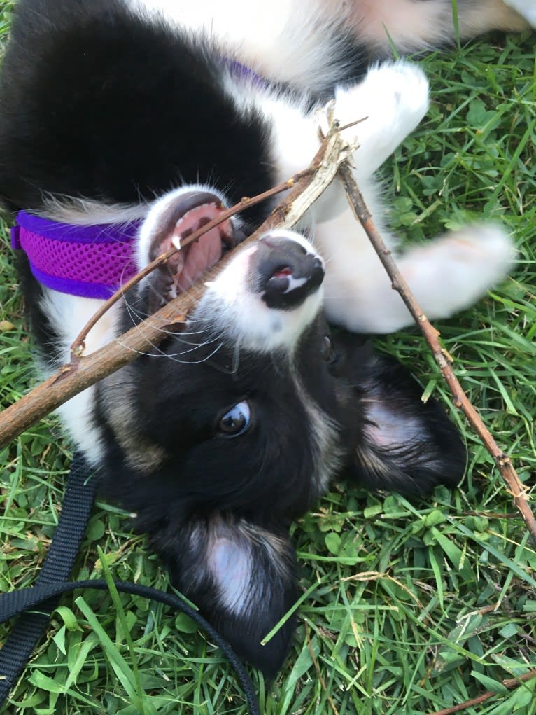 Jack, a Border Collie and English Shepherd mix tested with EmbarkVet.com