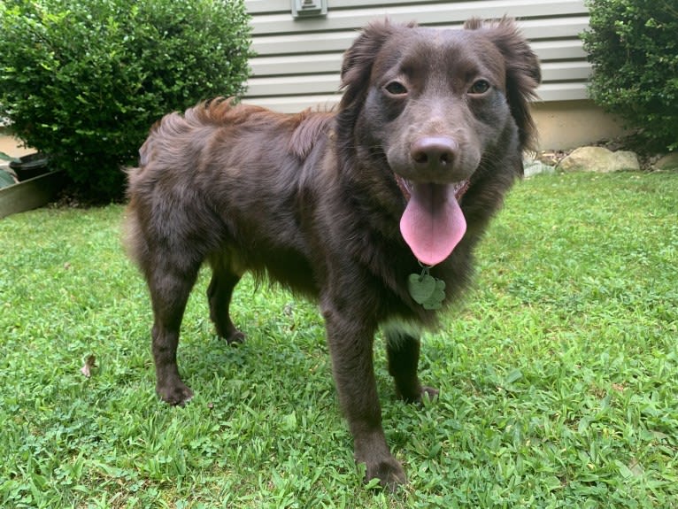 Snickers, an Australian Shepherd tested with EmbarkVet.com