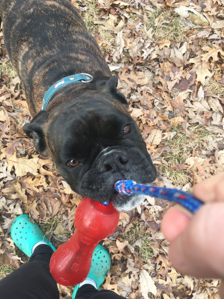 Murray, a Boxer tested with EmbarkVet.com