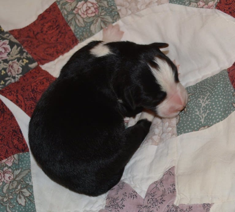 Rain, a Border Collie tested with EmbarkVet.com