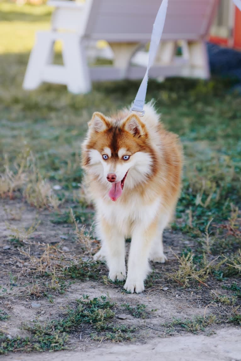 Pomsky Northerns’ Aster, a Pomeranian and Siberian Husky mix tested with EmbarkVet.com