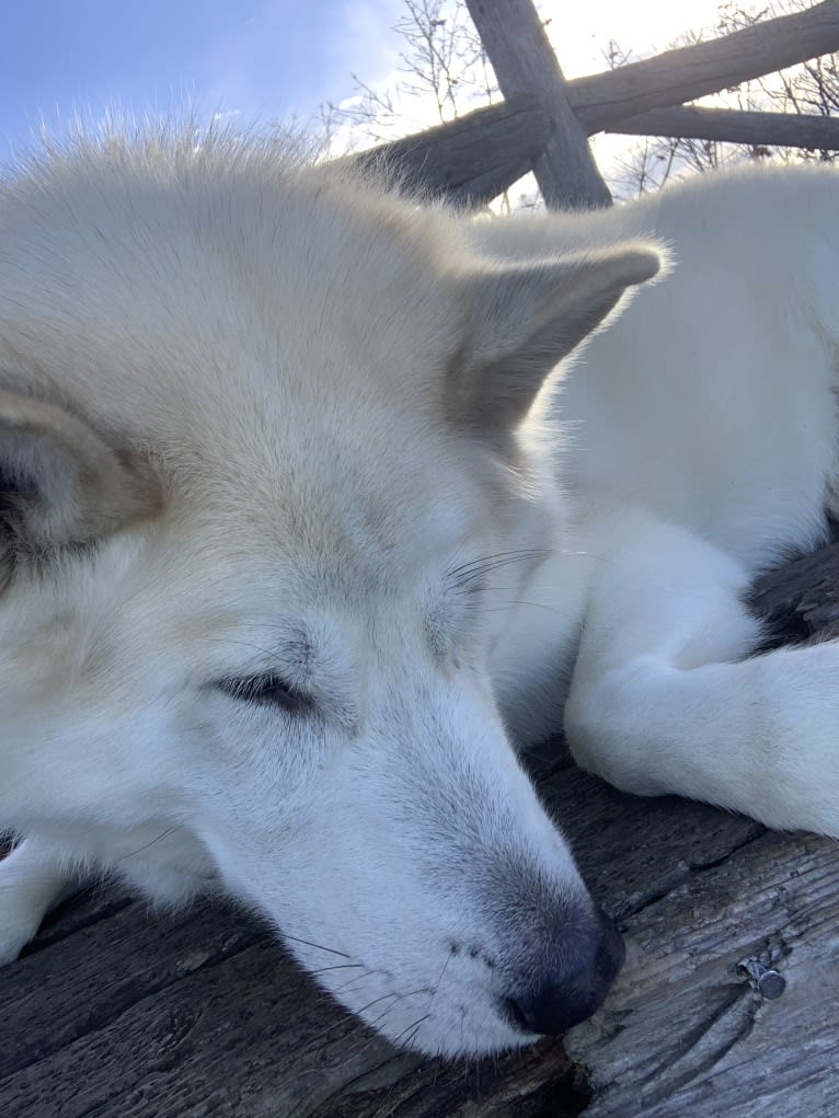 Hunter, an Alaskan Malamute and Greenland Dog mix tested with EmbarkVet.com