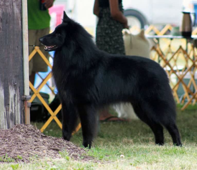 Jackson, a Belgian Shepherd tested with EmbarkVet.com