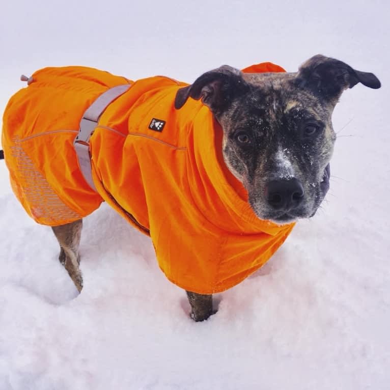 Quinn, an American Pit Bull Terrier and Australian Cattle Dog mix tested with EmbarkVet.com