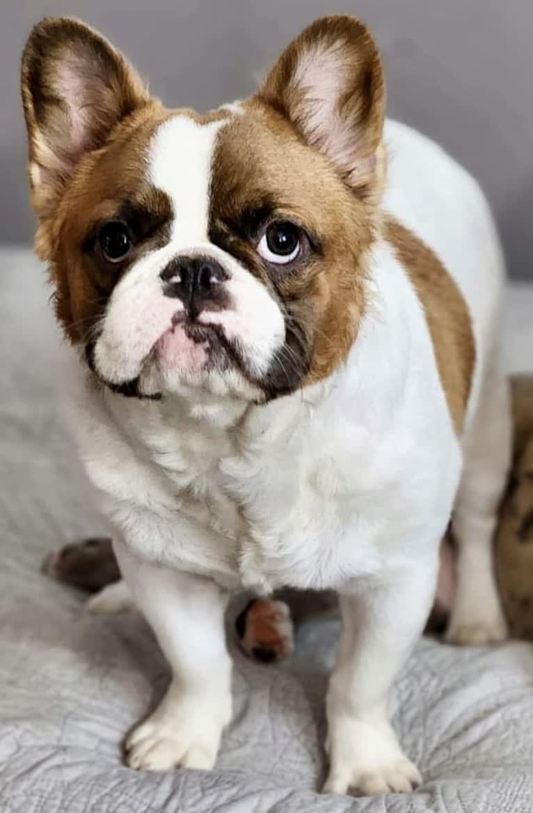 Nacho, a French Bulldog tested with EmbarkVet.com