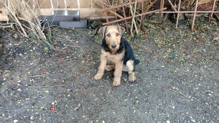 Kratos, an Airedale Terrier tested with EmbarkVet.com