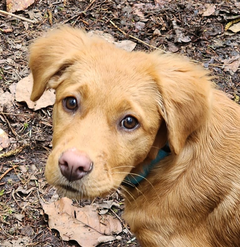 bella, a Melanesian Village Dog tested with EmbarkVet.com