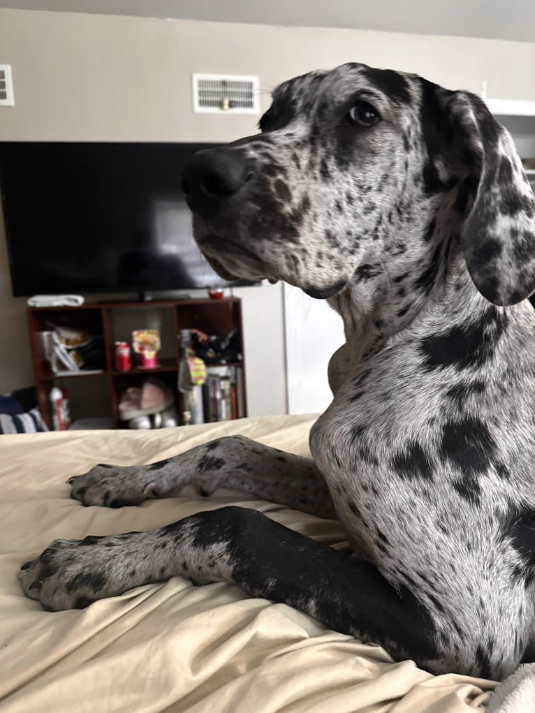 Dream Hunter, a Great Dane tested with EmbarkVet.com