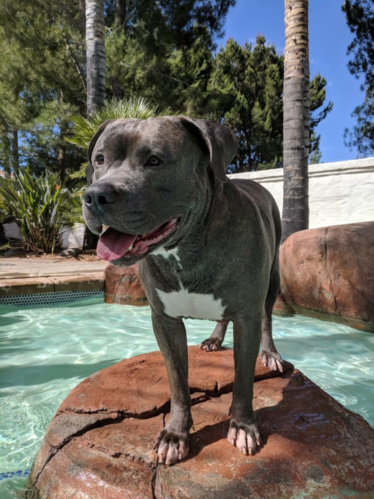 Left Brain, an American Bully and American Bulldog mix tested with EmbarkVet.com