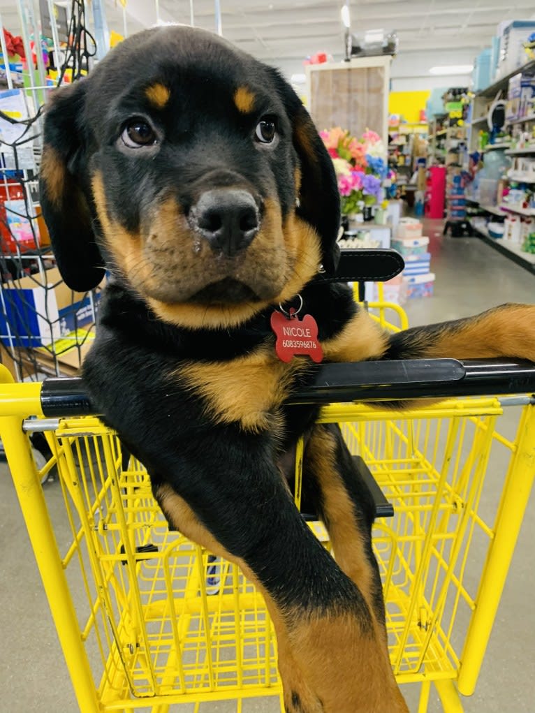 Chompy, a Rottweiler tested with EmbarkVet.com