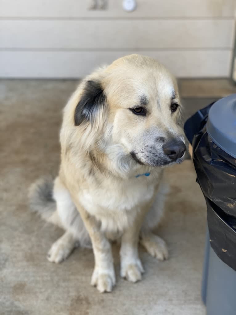 Waylon, a Great Pyrenees and Chow Chow mix tested with EmbarkVet.com