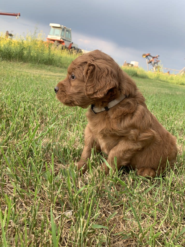 Gray Collar, a Goldendoodle tested with EmbarkVet.com