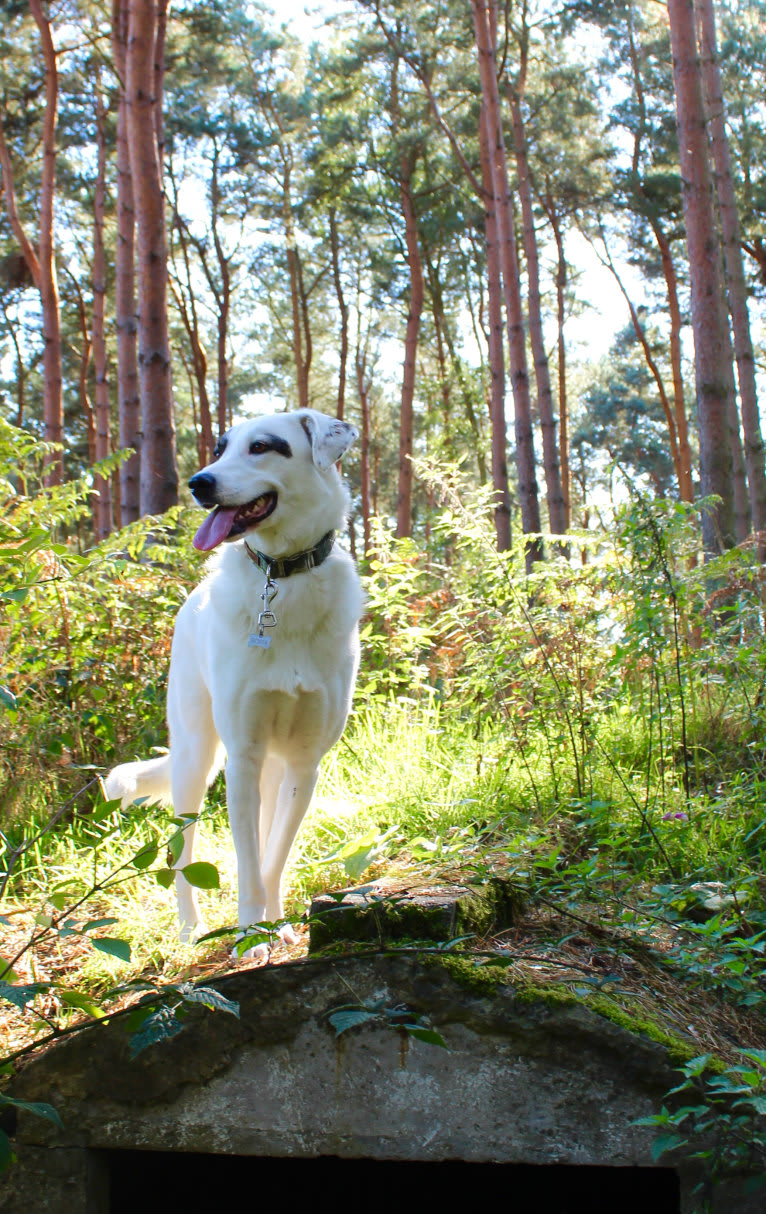 Roma, an European Village Dog tested with EmbarkVet.com