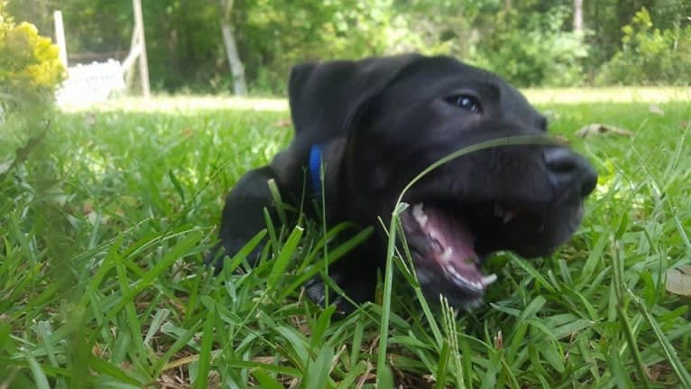 Kaida, a Labrador Retriever and Australian Shepherd mix tested with EmbarkVet.com