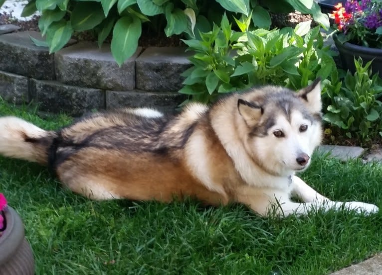 Betty, a Siberian Husky and German Shepherd Dog mix tested with EmbarkVet.com
