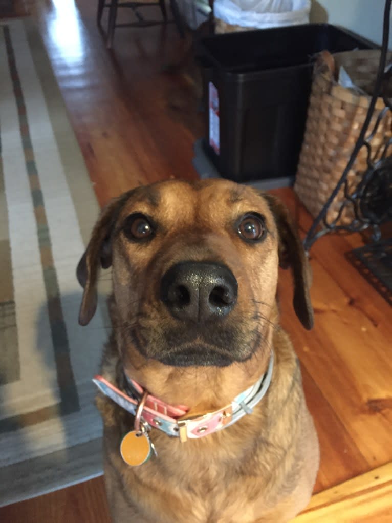 Ginger, a Rottweiler and American Pit Bull Terrier mix tested with EmbarkVet.com