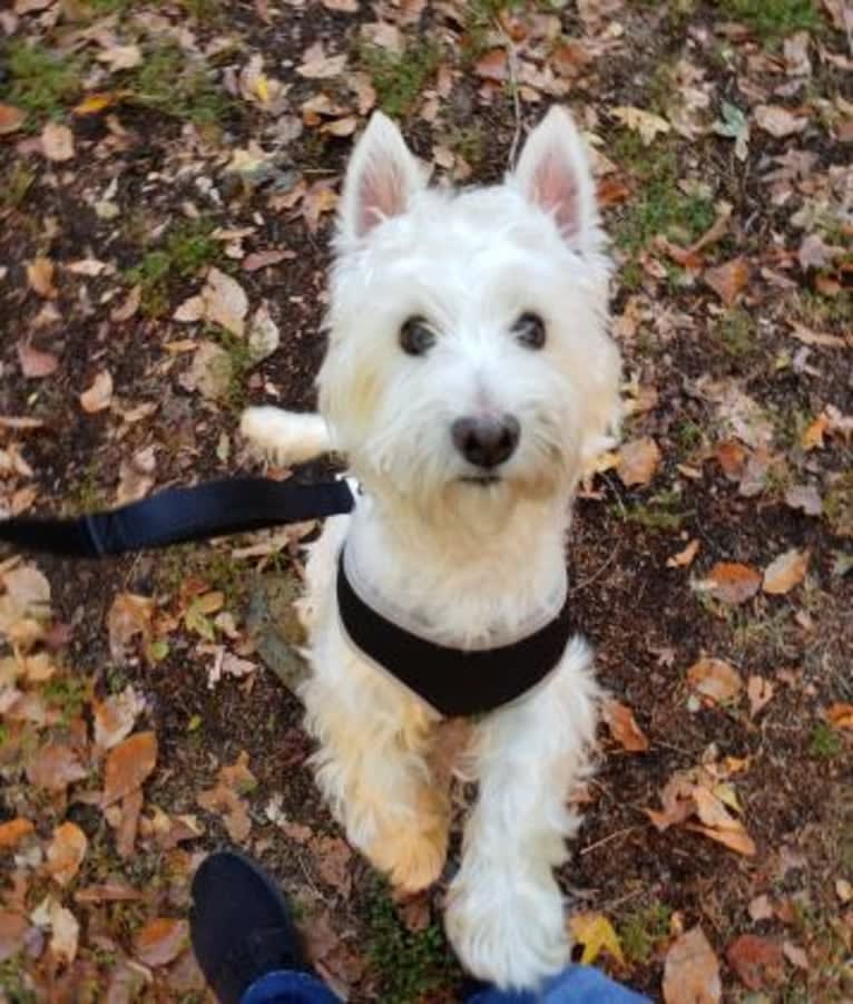 Dylan, a West Highland White Terrier tested with EmbarkVet.com