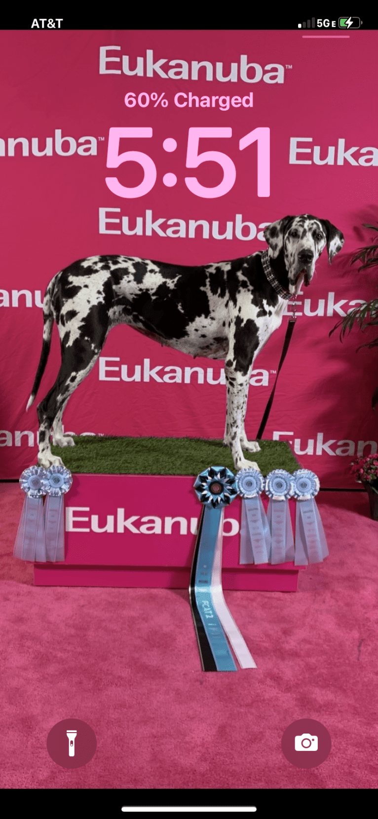 Molly, a Great Dane tested with EmbarkVet.com