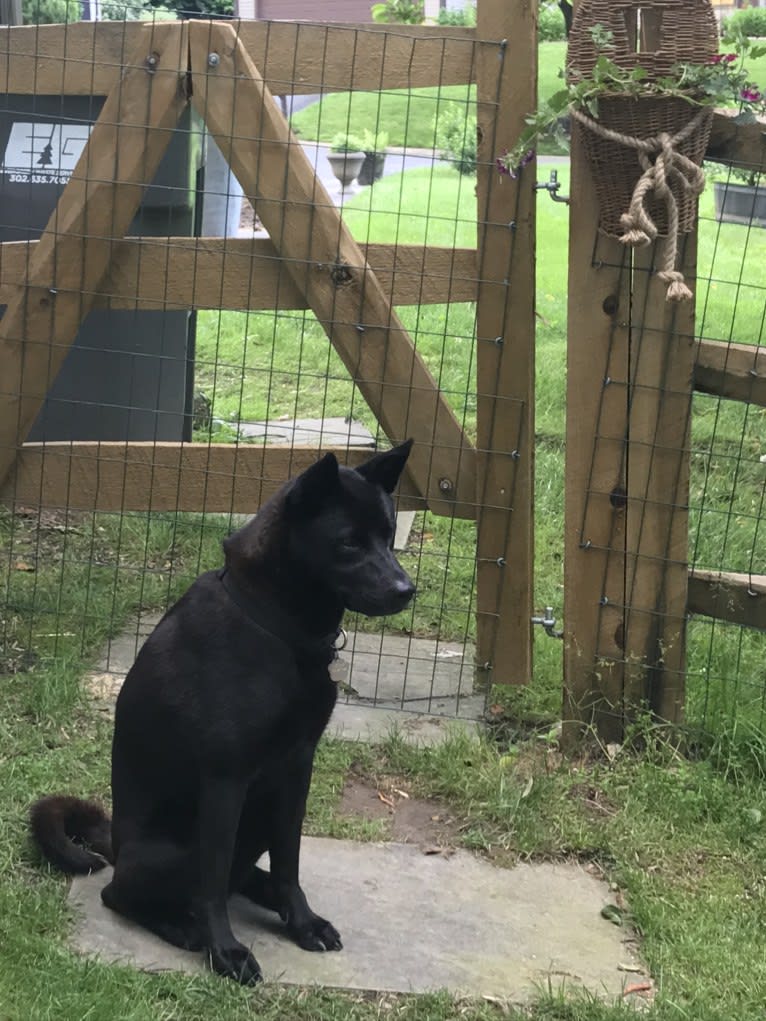 Tessa, an Akita and American Pit Bull Terrier mix tested with EmbarkVet.com