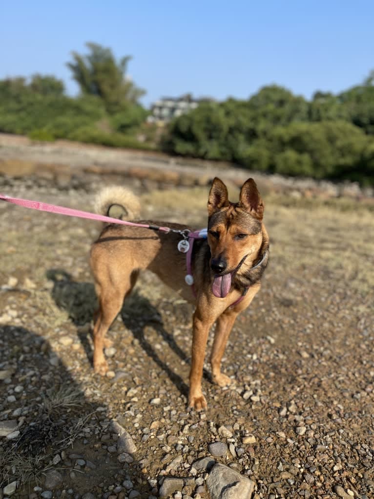 Brownie, a Hong Kong Village Dog tested with EmbarkVet.com