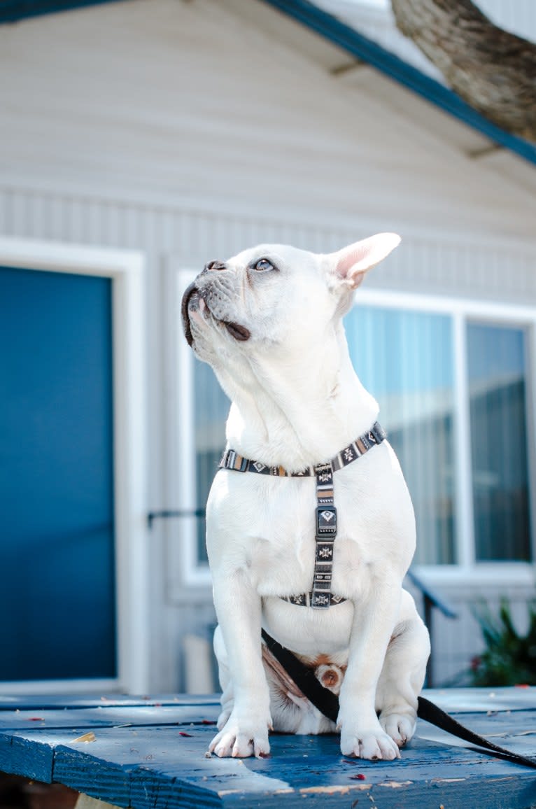 Quincy, a French Bulldog (9.4% unresolved) tested with EmbarkVet.com