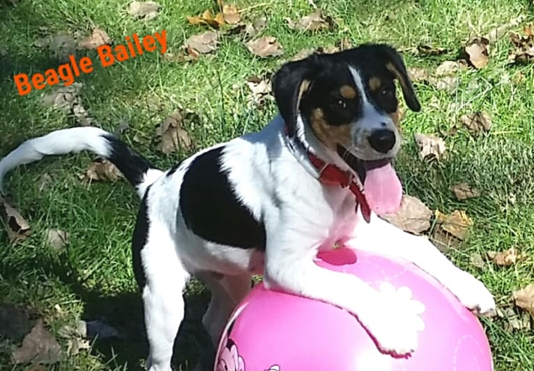 Bailey “BeeBee”, an Australian Shepherd and Labrador Retriever mix tested with EmbarkVet.com