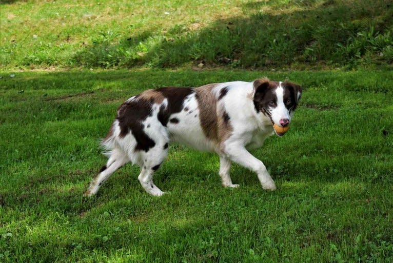 Tate, an Australian Shepherd tested with EmbarkVet.com