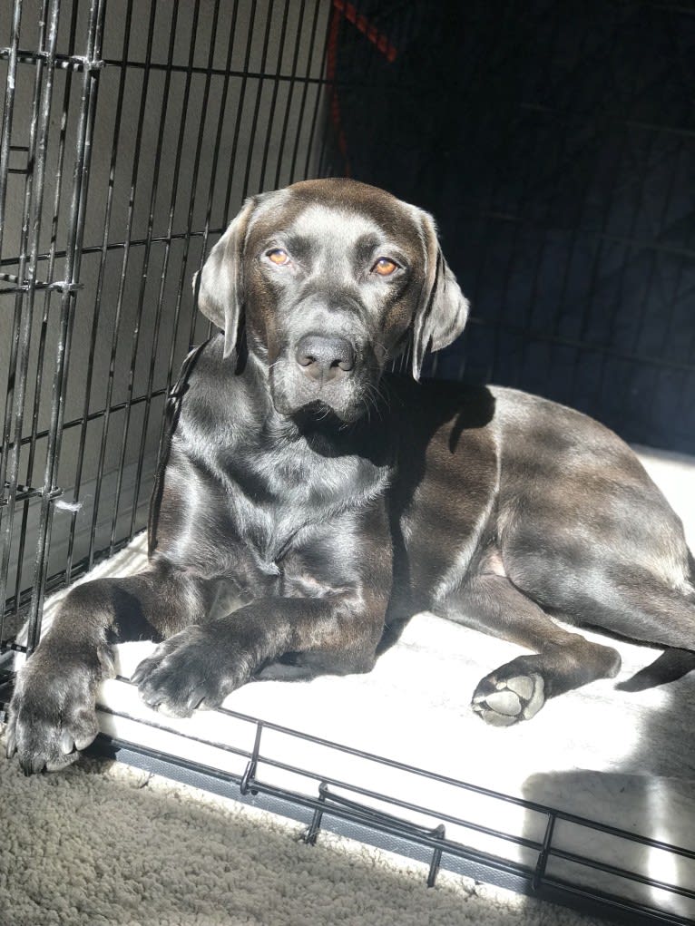 Harley, a Labrador Retriever and Coonhound mix tested with EmbarkVet.com