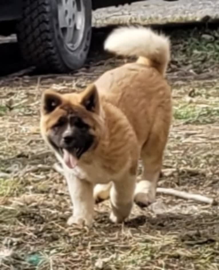 Geena, an Akita tested with EmbarkVet.com