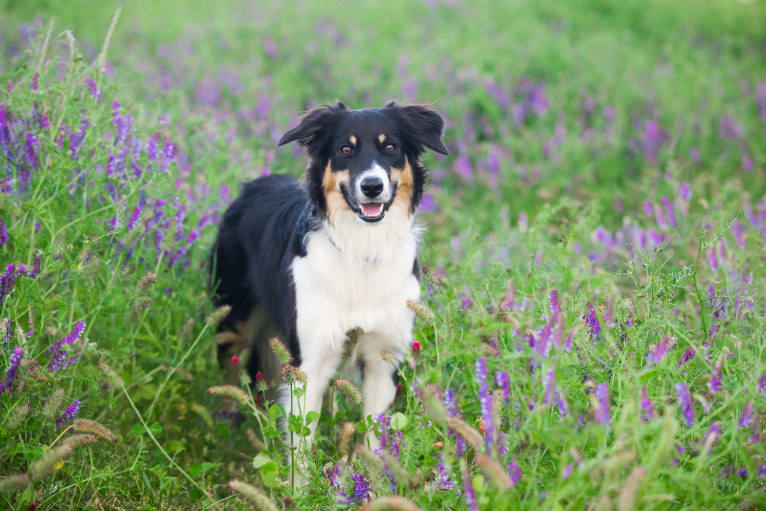 Quicksilver Go Bump In the Night (Rave), a Border Collie tested with EmbarkVet.com