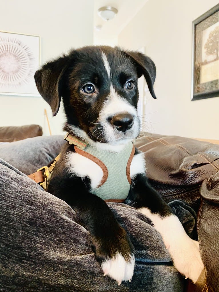 Marlowe Gandalf, a Siberian Husky and Australian Shepherd mix tested with EmbarkVet.com