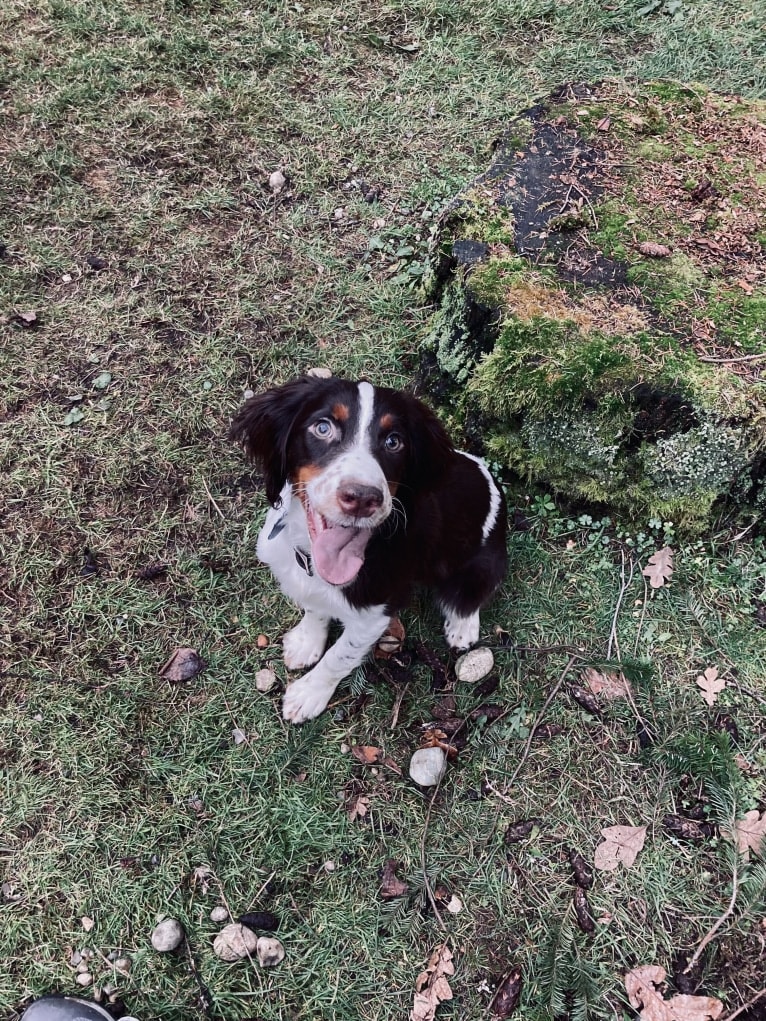 Gunner, an English Springer Spaniel tested with EmbarkVet.com