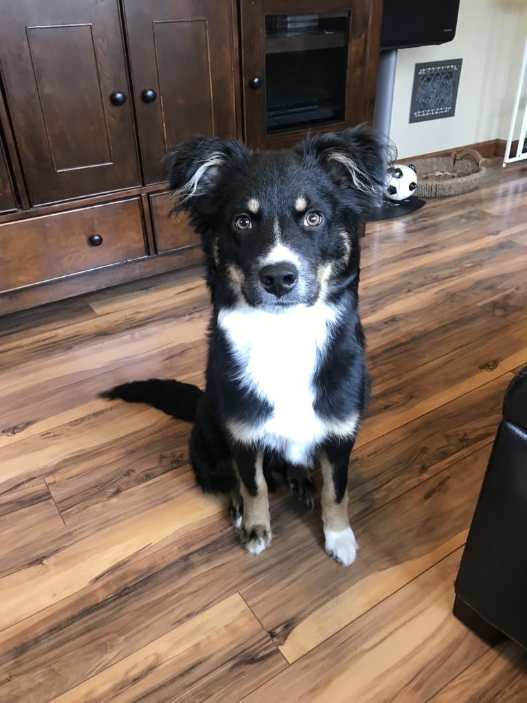 Koda, an Australian Cattle Dog and Rottweiler mix tested with EmbarkVet.com